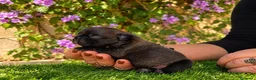 Bulldog Francés perros en venta: Cachorros de Bulldog Francés. - Anuncio 7
