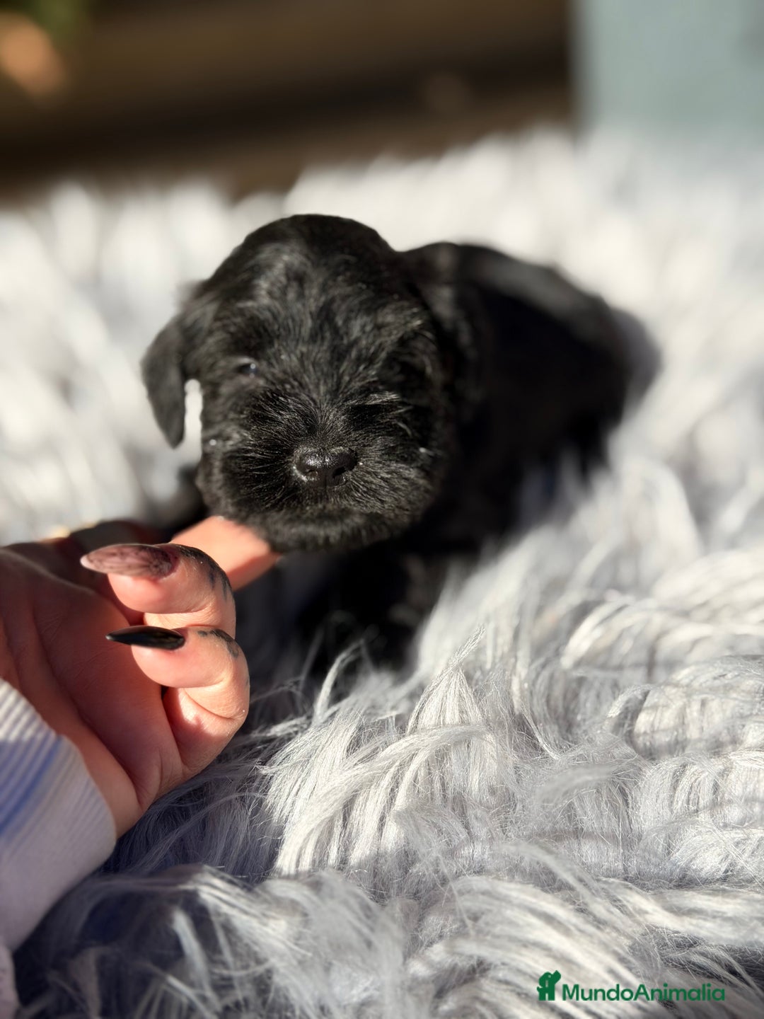 Schnauzer Miniatura perros en venta: Schnauzer negro mini  - Anuncio 4