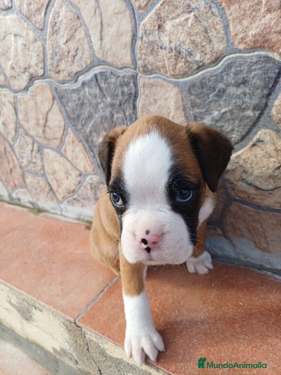 Boxer perros en venta: Bóxer  - Anuncio 2