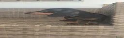 Teckel Miniatura perros en venta: Teckel Mini Negra y Fuego hembra disponible  - Anuncio 18