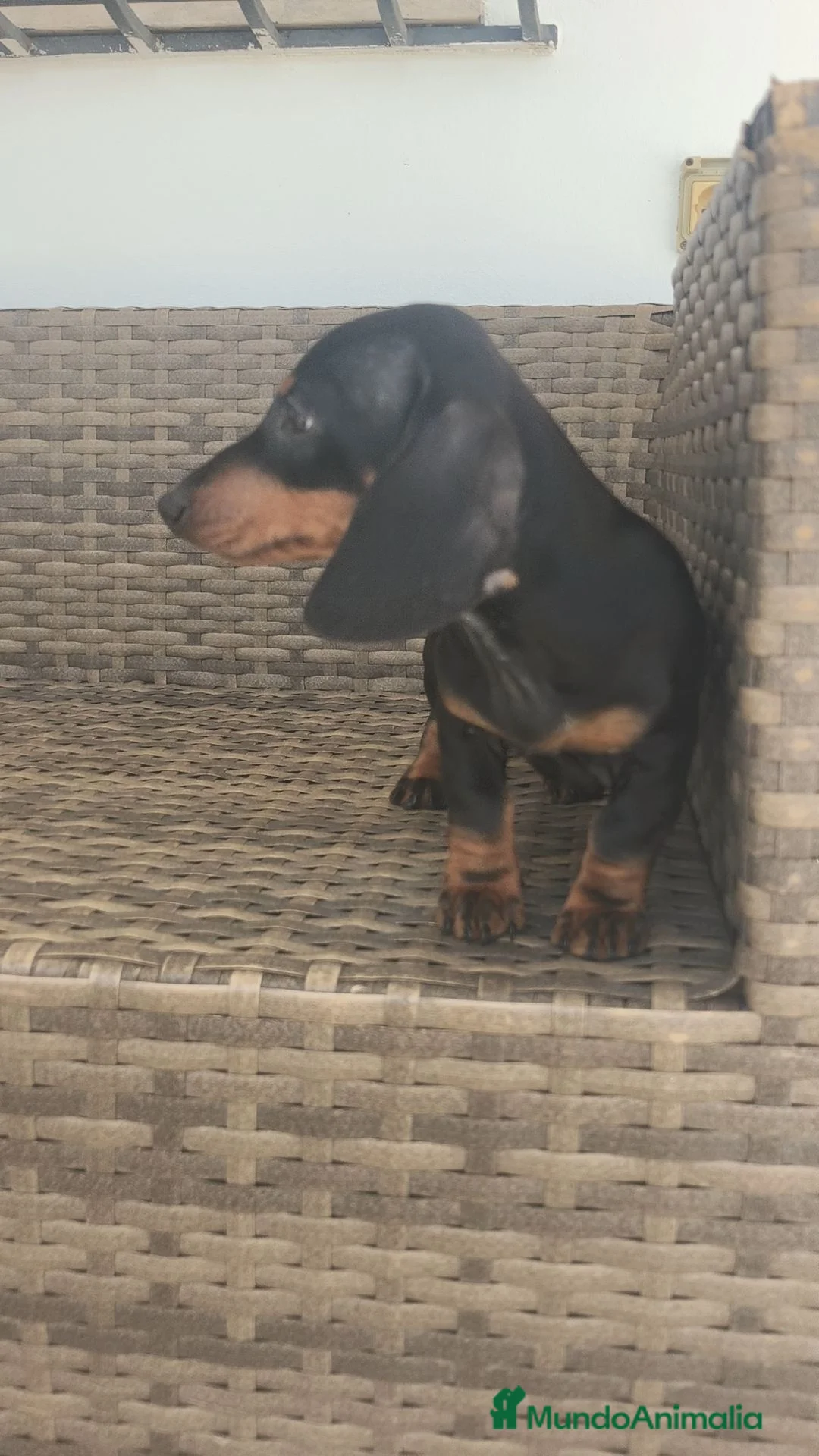 Teckel Miniatura perros en venta: Teckel Mini Negra y Fuego hembra disponible  - Anuncio 18