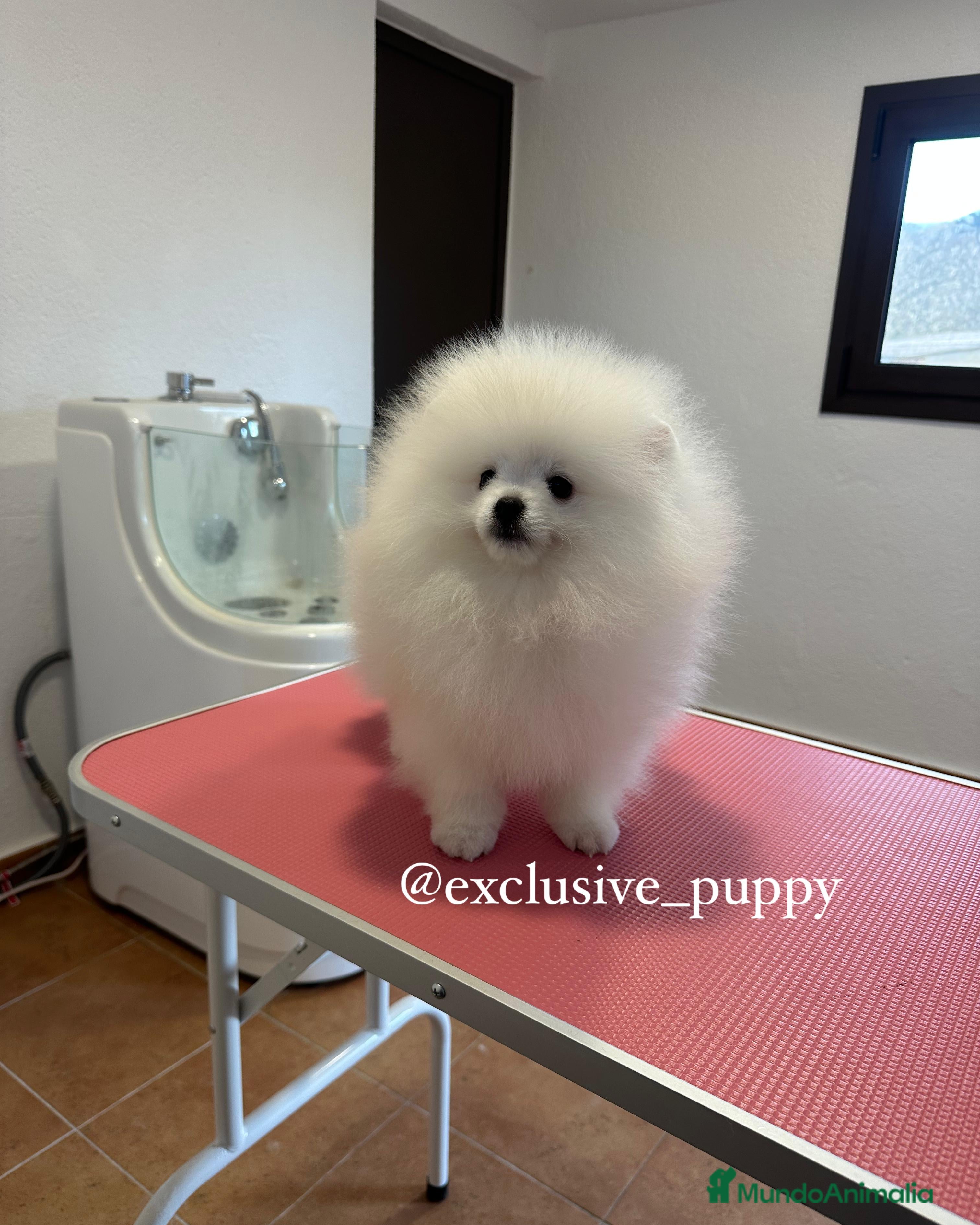 Pomerania perros Osito de Lulu de Pomerania  - Anuncio 1