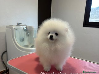 Pomerania perros Osito de Lulu de Pomerania - Anuncio 1