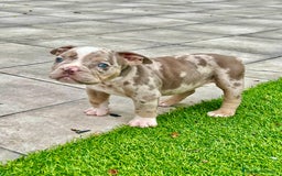 American Bully perros en venta: American bully bebés preciosos - Imagen 19