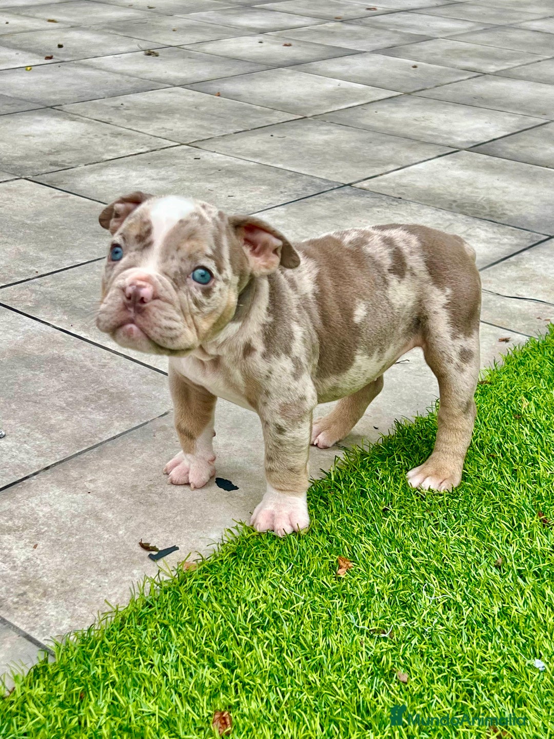American Bully perros en venta: American bully bebés preciosos - Imagen 19
