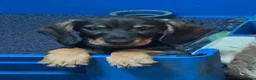 Teckel perros en venta: Macho St de Pelo Duro  - Anuncio 1