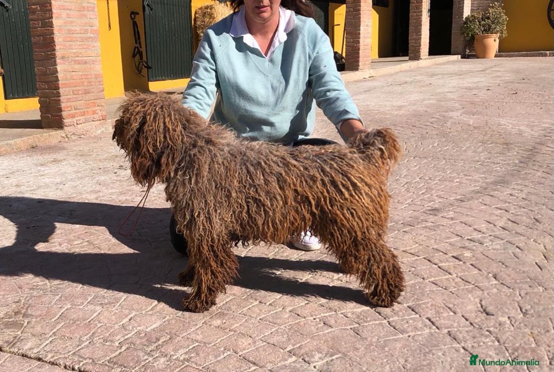 Perro de Agua Español perros en venta: Perro de agua español - Imagen 5