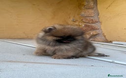 Pomerania perros en venta: Pomerania Toy - Imagen 3