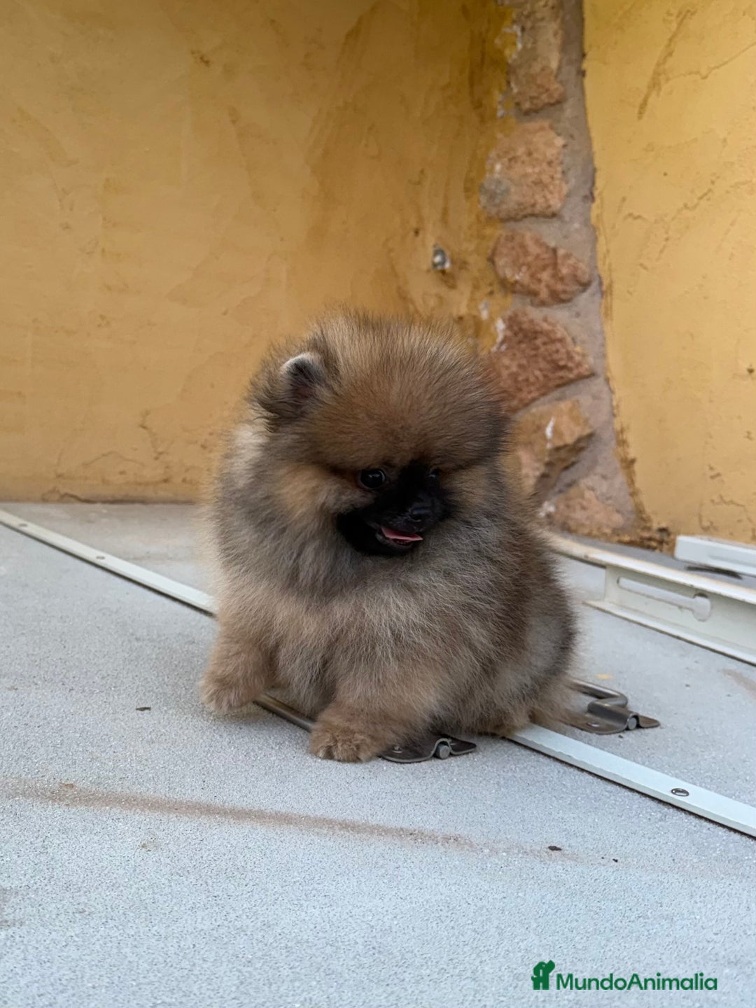 Pomerania perros en venta: Pomerania Toy - Imagen 3
