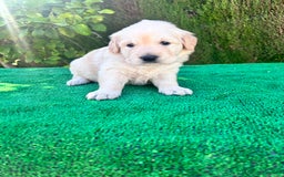 Golden Retriever perros en venta: golden retriever  - Imagen 3