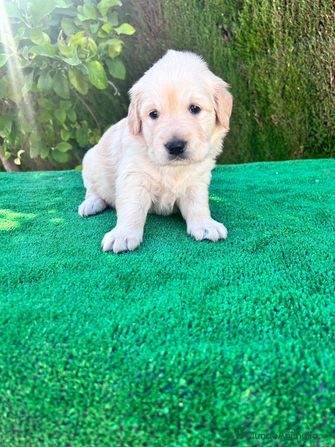 Golden Retriever perros en venta: golden retriever  - Imagen 3