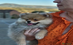 Pomerania perros en venta: Hembrita sable-crema  - Imagen 2