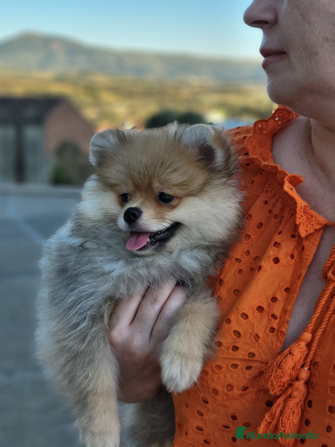 Pomerania perros en venta: Hembrita sable-crema  - Imagen 2