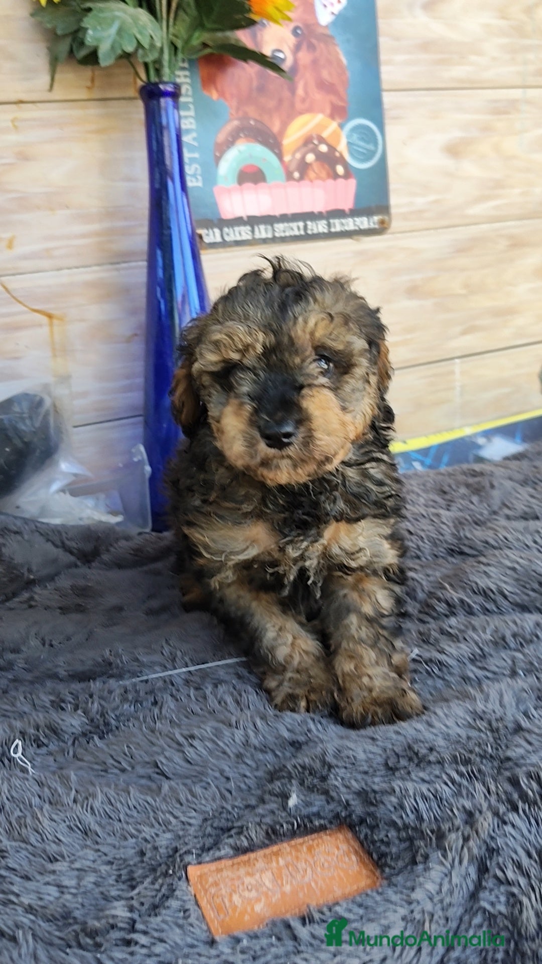 Caniche Toy perros Caniche toy - Anuncio 23