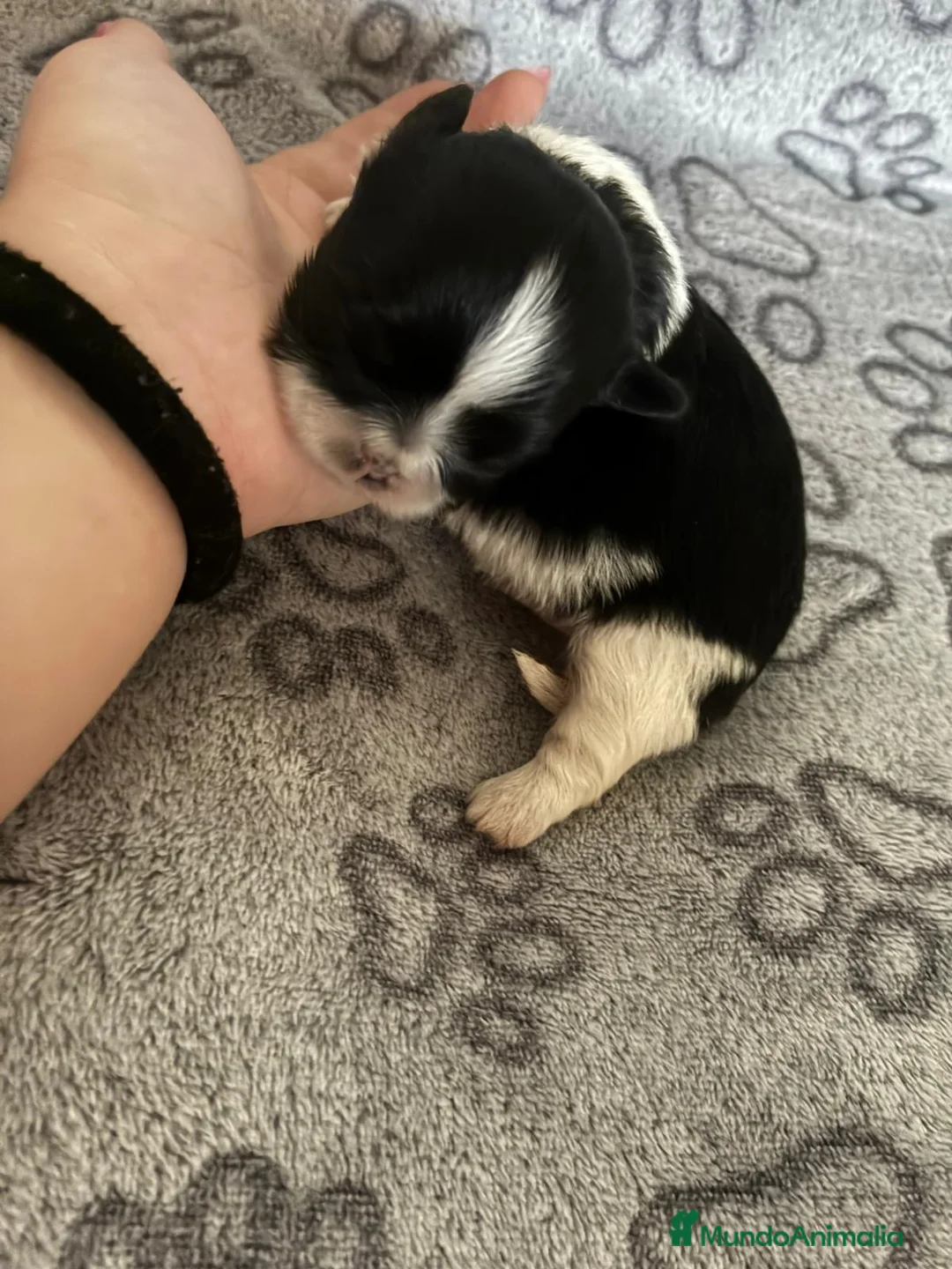 Shih Tzu perros en venta: Shihtzu disponibles  - Anuncio 7