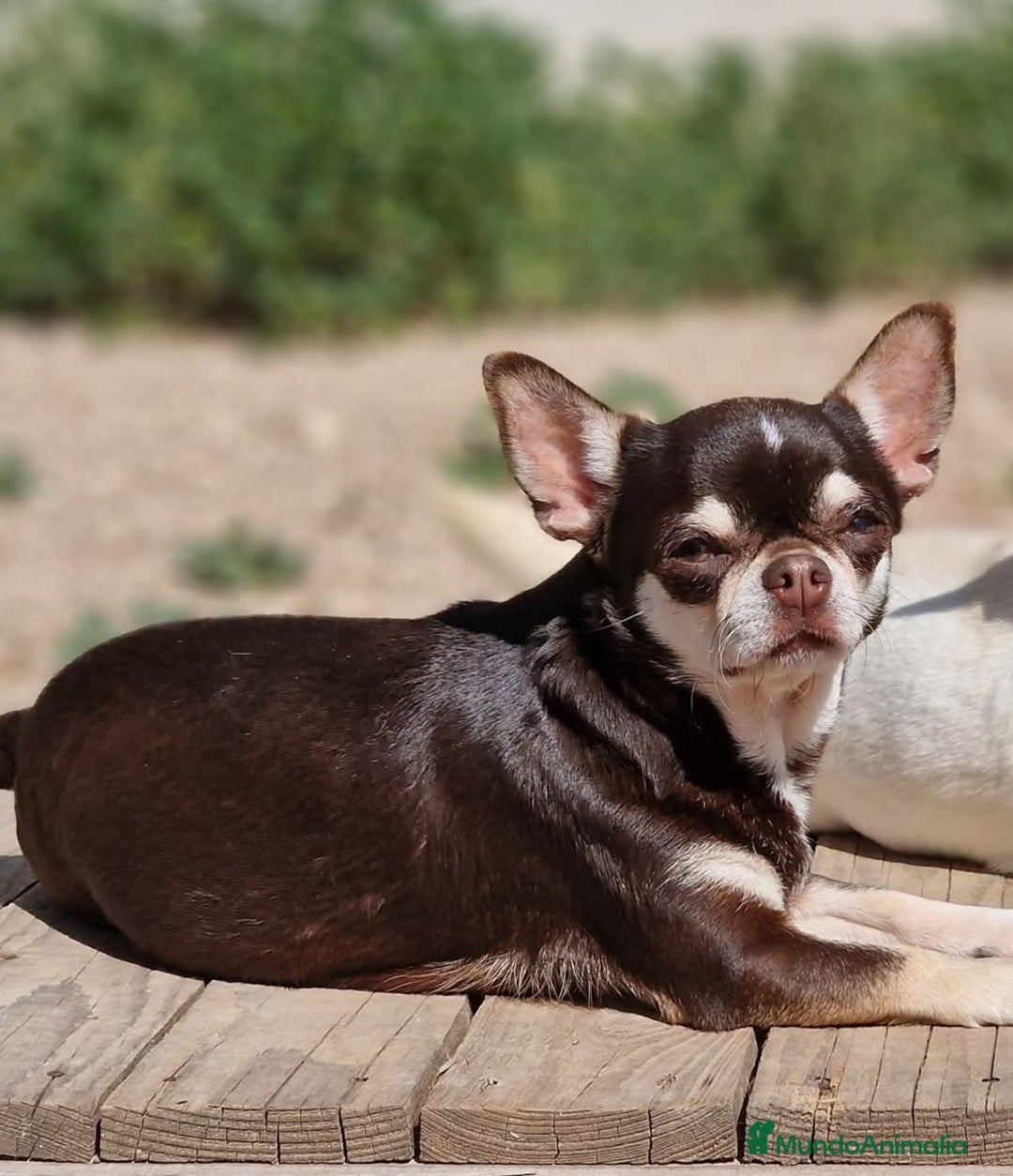 Chihuahua perros en venta: Chihuahua Chocolate - Anuncio 3