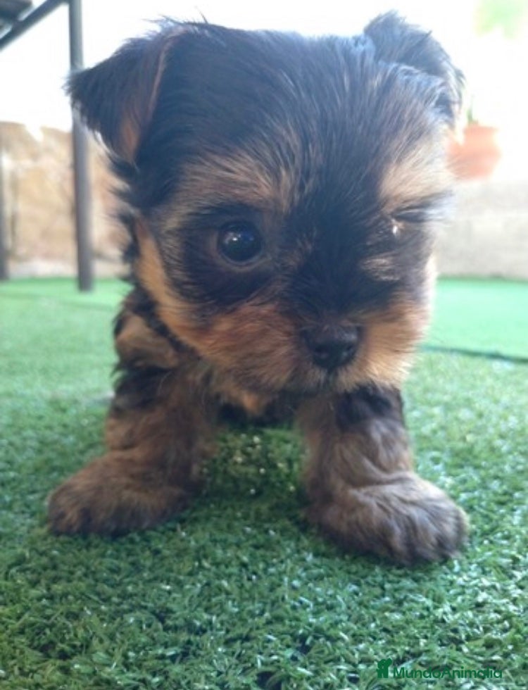 Yorkshire Terrier perros en venta: YORKSHIRE MINI TOY ( TODA ESPAÑA ) - Anuncio 1