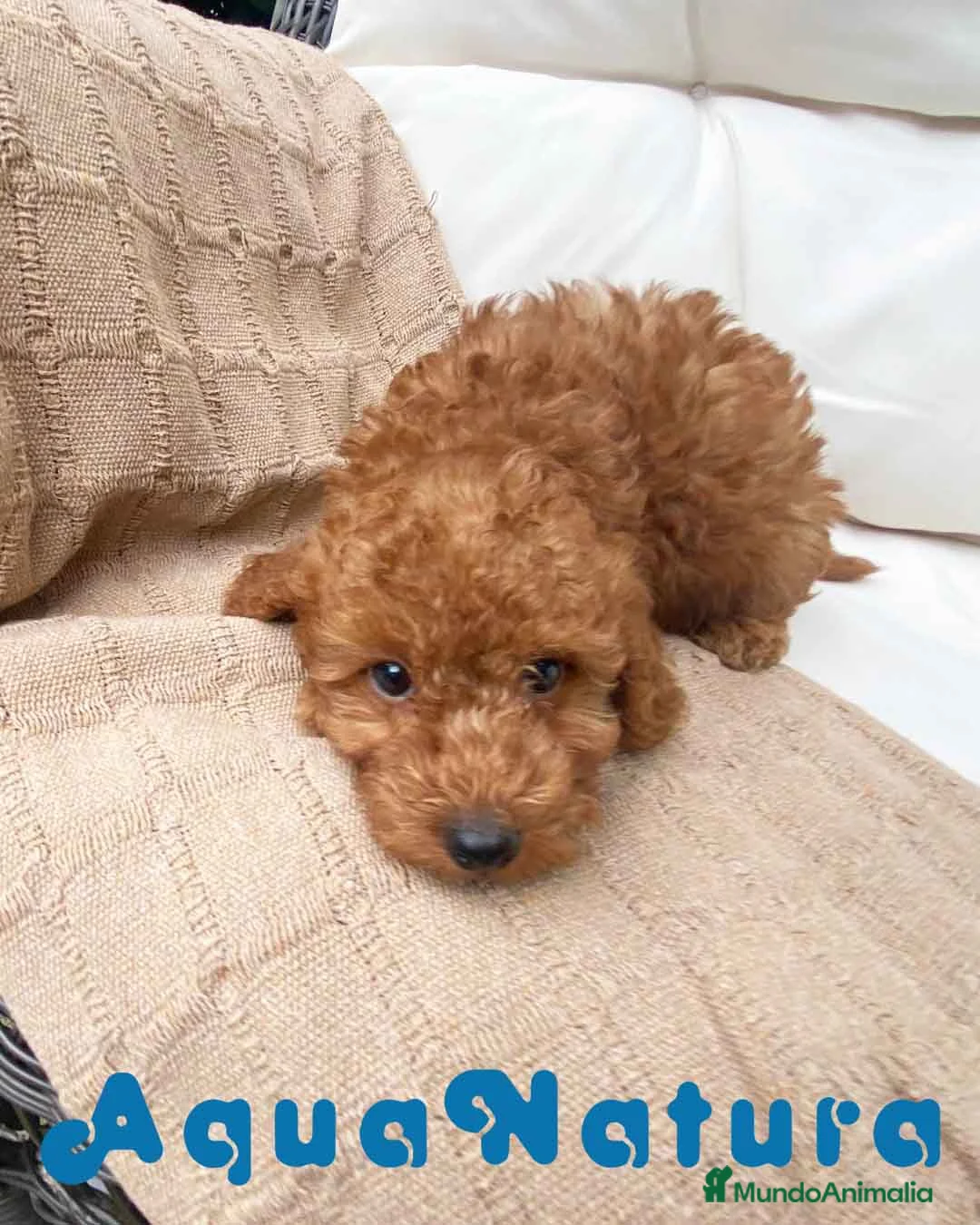 Caniche Enano perros en venta: Caniche Macho 7350 de Camila - AQUANATURA en Barcelona - Anuncio 8