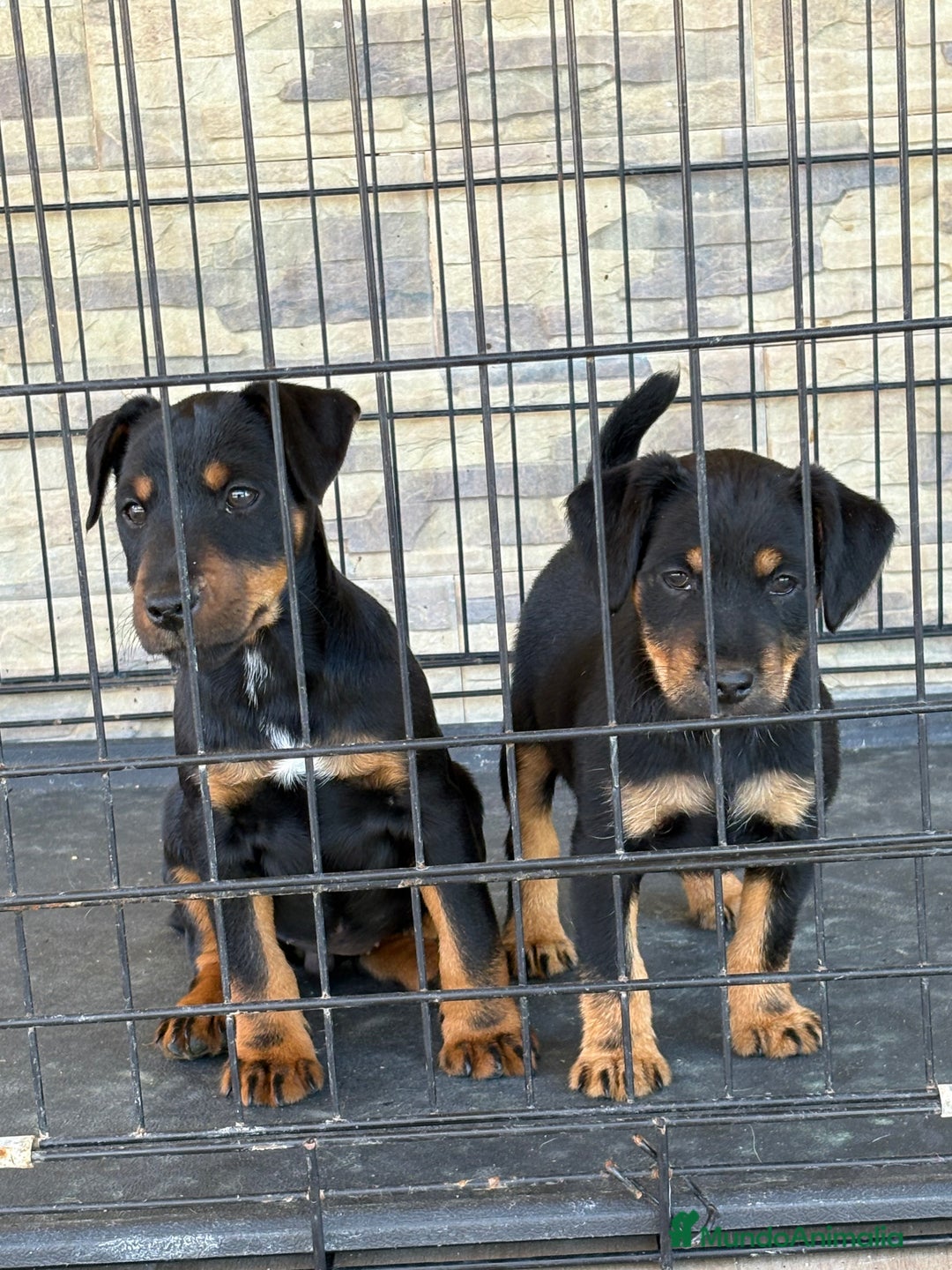 Terrier Alemán de Caza perros en venta: Cachorras Jagd terrier  - Anuncio 8