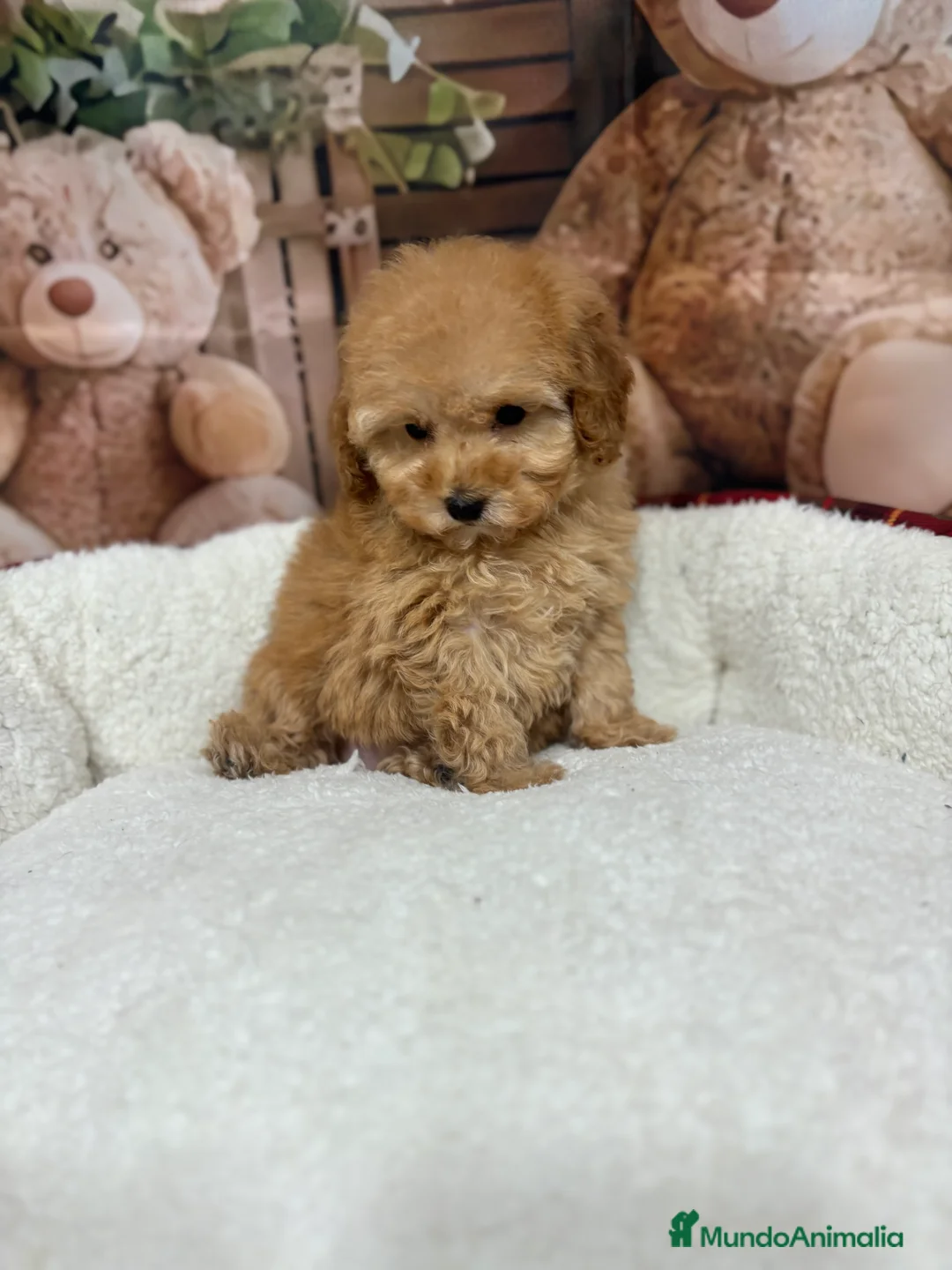 Caniche Toy perros en venta: Caniche toy apricot !!!! - Anuncio 5