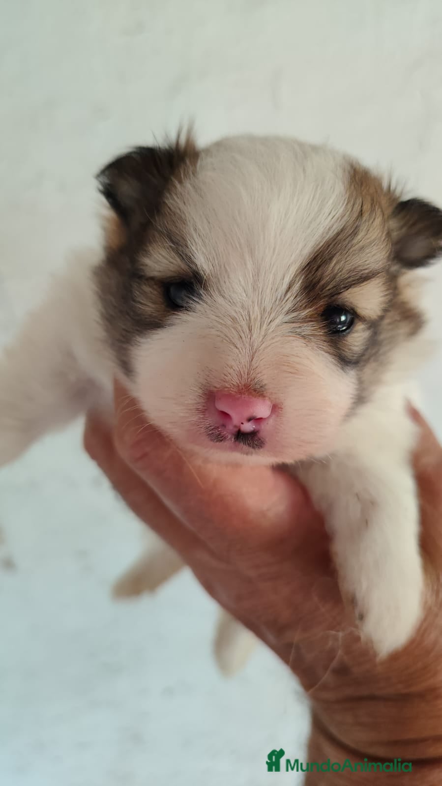 Pomerania perros en venta: Pomerania Toy  - Anuncio 1