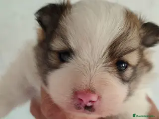 Pomerania perros Pomerania Toy - Anuncio 32