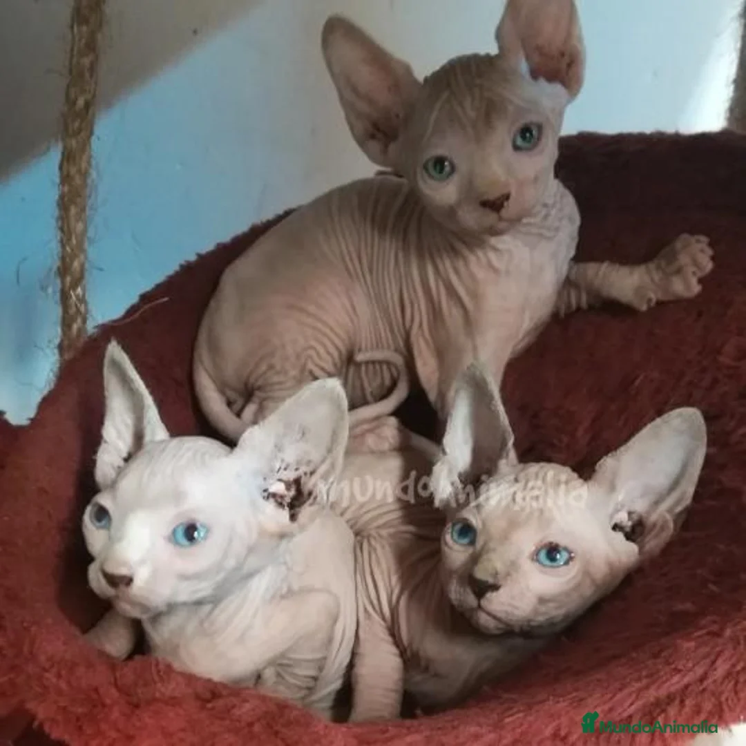 Imagen de galería {{count}}