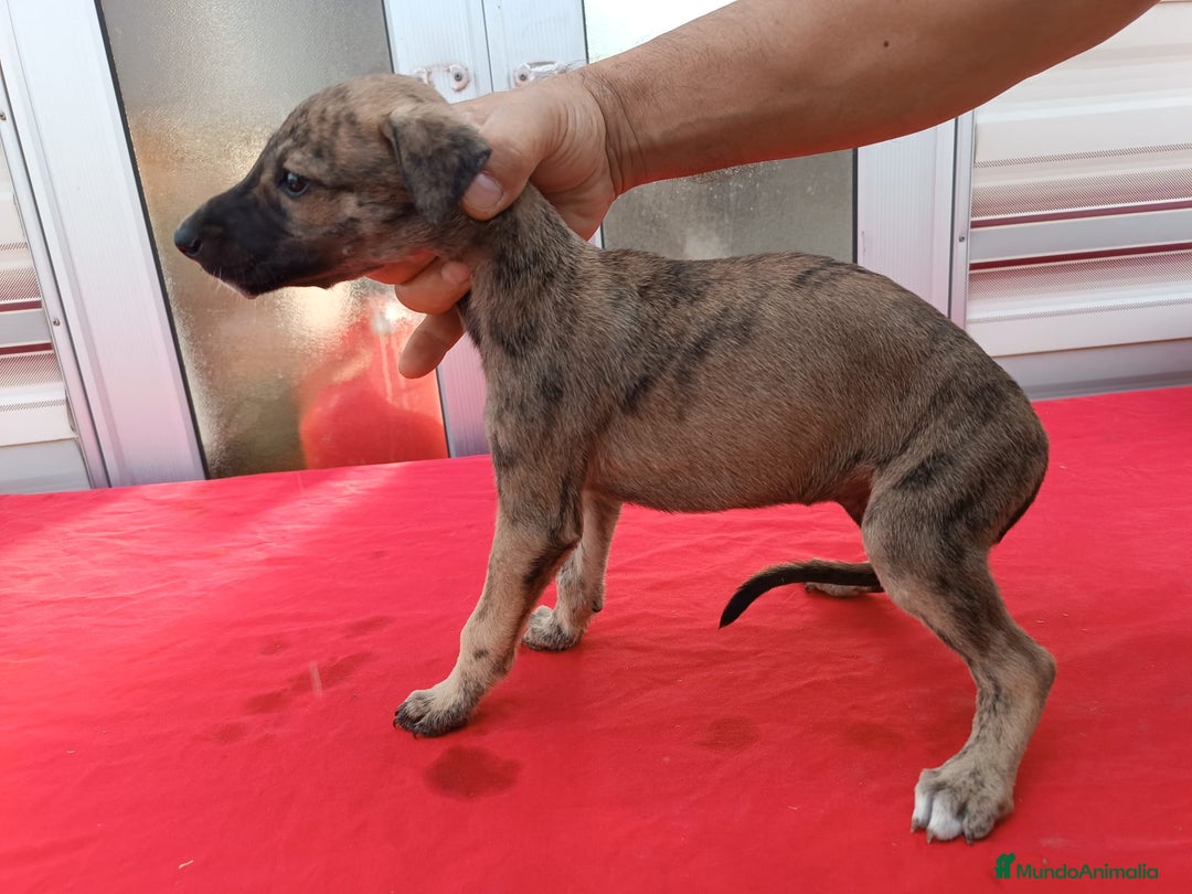 Galgo Español perros en venta: camada de galgo español  - Imagen 8