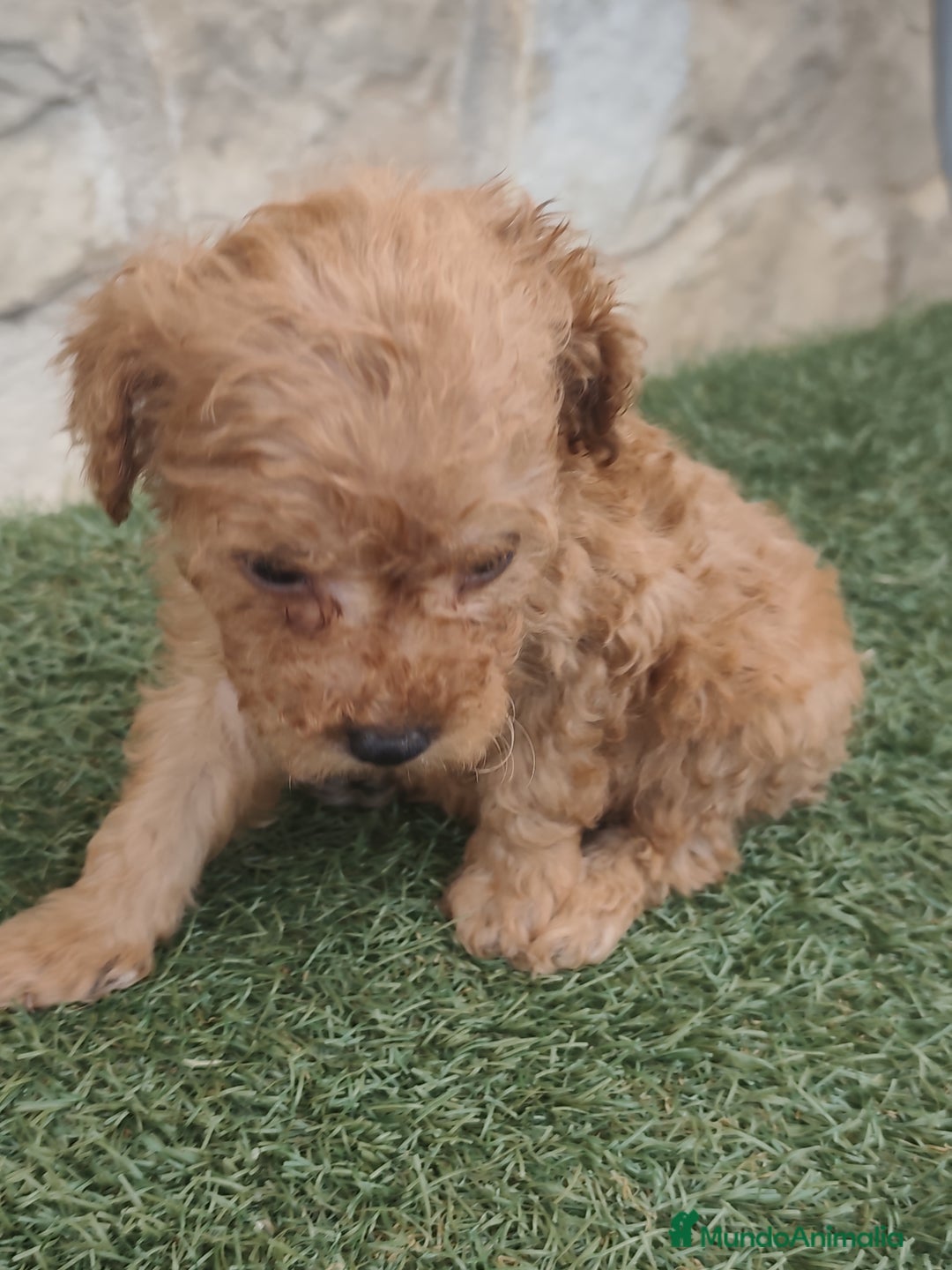 Caniche Enano perros en venta: Camada de caniche rojo - Imagen 10