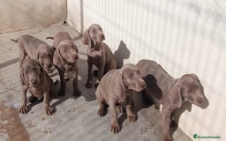 Weimaraner perros en venta: CACHORROS DE BRACO FE WEIMAR  - Imagen 2