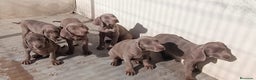 Weimaraner perros en venta: CACHORROS DE BRACO FE WEIMAR  - Anuncio 2