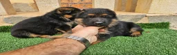 Pastor Alemán perros en venta: Espectaculares cachorros pastor alemán  - Anuncio 7