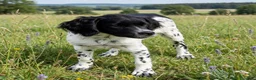 Épagneul Breton perros en venta: Epagneul bretón  - Anuncio 1