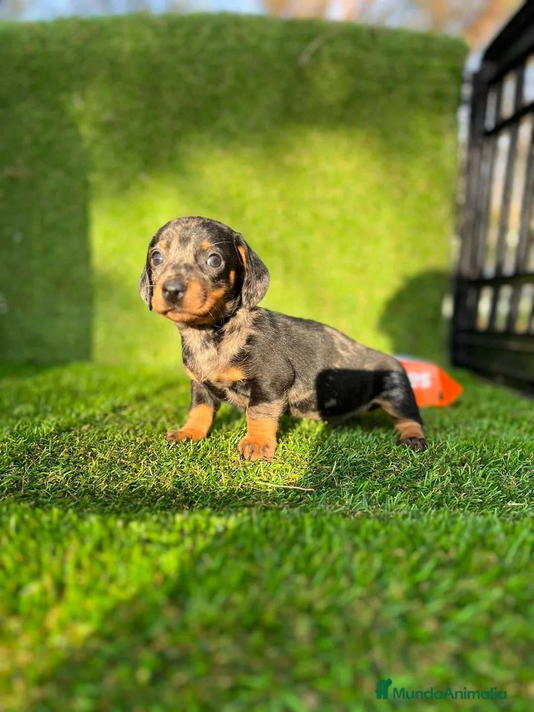 Teckel perros en venta: CACHORROS//// LISTOS PARA ENTREGAR //// en Badajoz - Anuncio 4