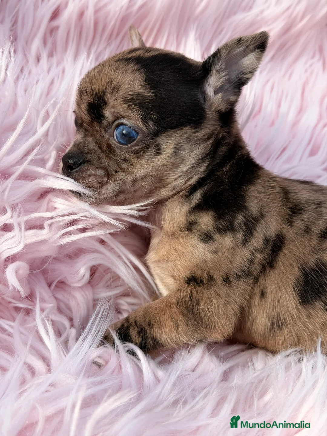 Chihuahua perros en venta: Chihuahua Merle hembra ojo azul  - Anuncio 2