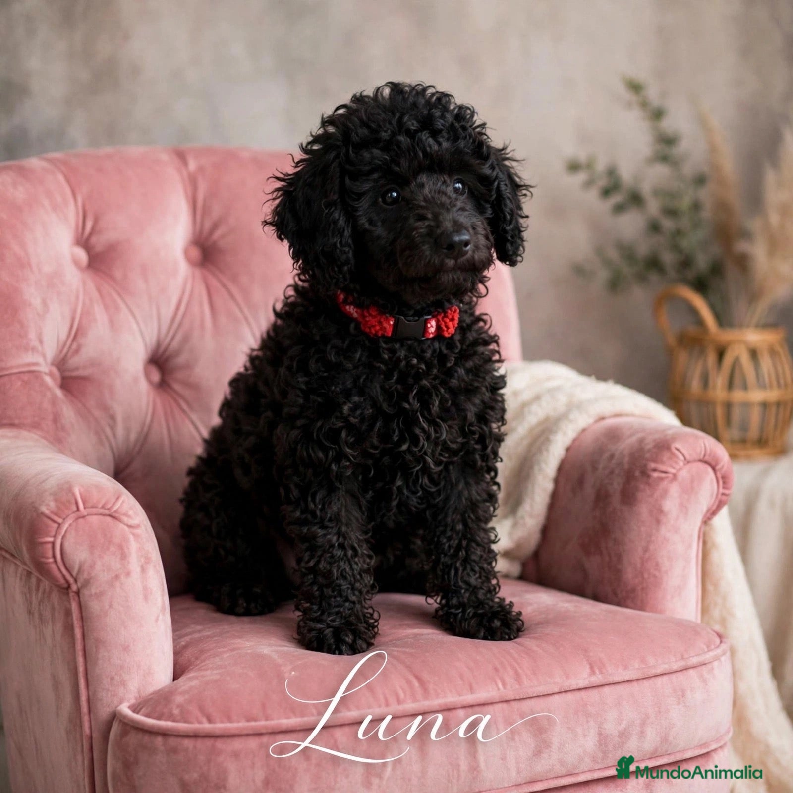 Caniche Enano perros Caniches enanas negras - Anuncio 1