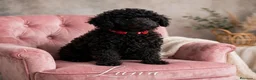 Caniche Enano perros en venta: Caniches enanas negras - Anuncio 1