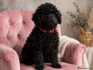 Caniche Enano perros Caniches enanas negras - Anuncio 1