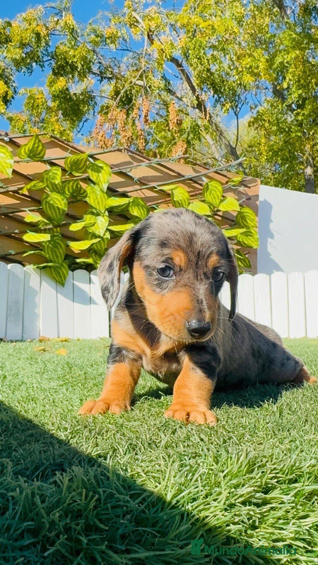 Teckel Miniatura perros en venta: Teckel miniatura hembra - Anuncio 18