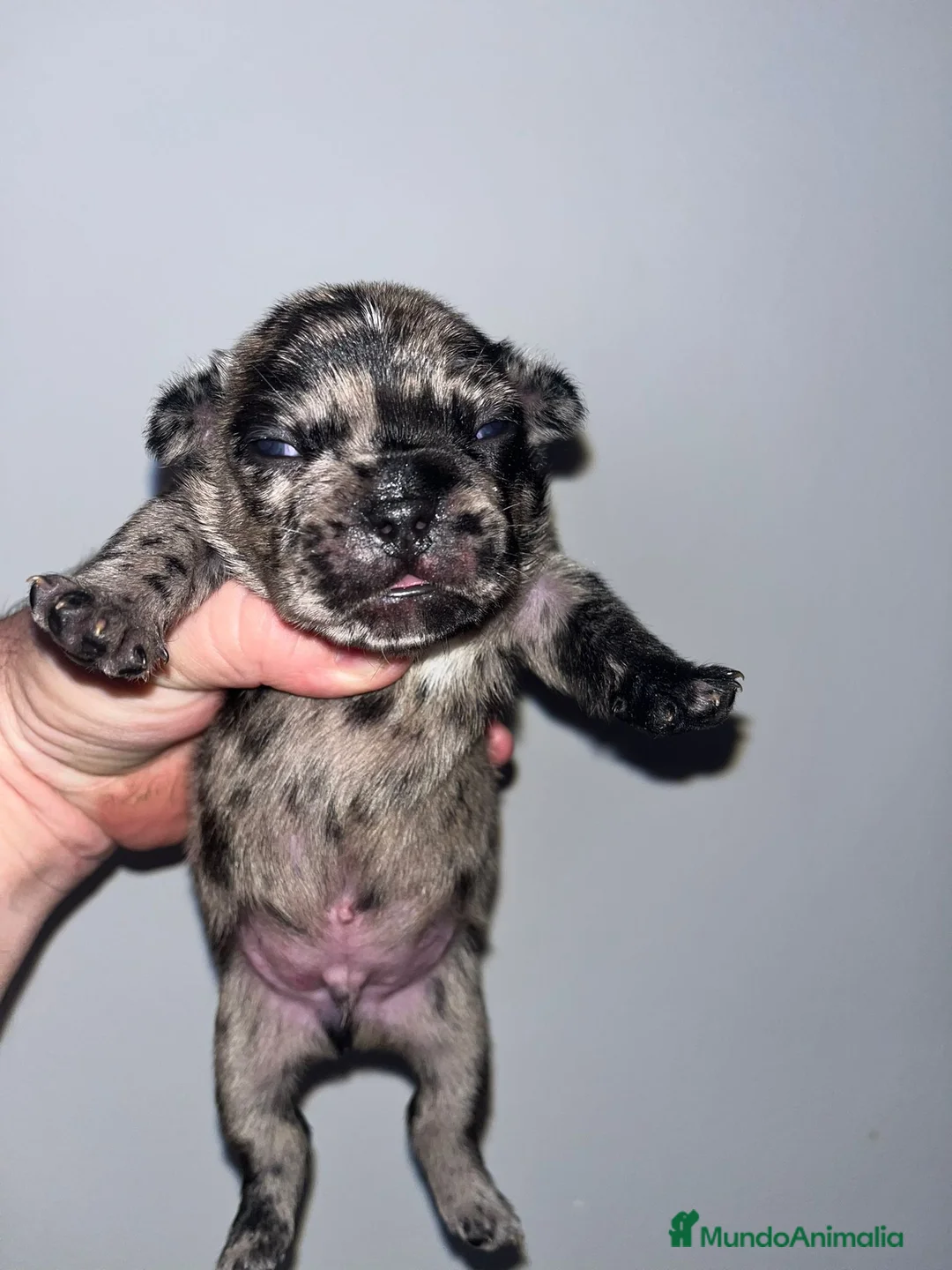 Bulldog Francés perros en venta: Cachorros de Bulldog frances  - Anuncio 4