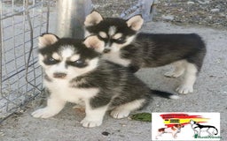 Husky Siberiano perros en venta: Husky Siberiano  - Imagen 3