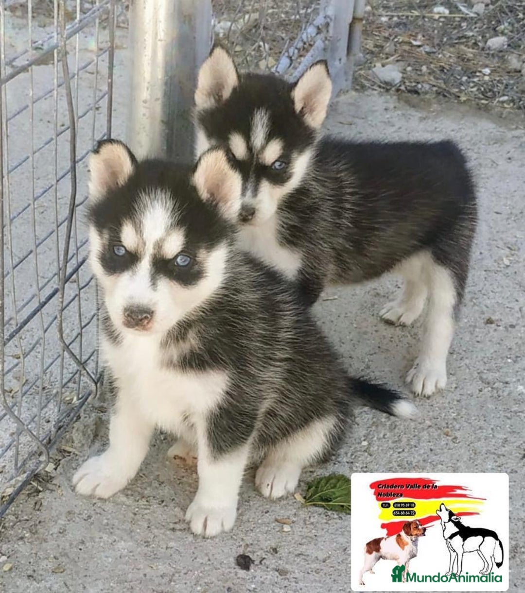 Husky Siberiano perros en venta: Husky Siberiano  - Imagen 3