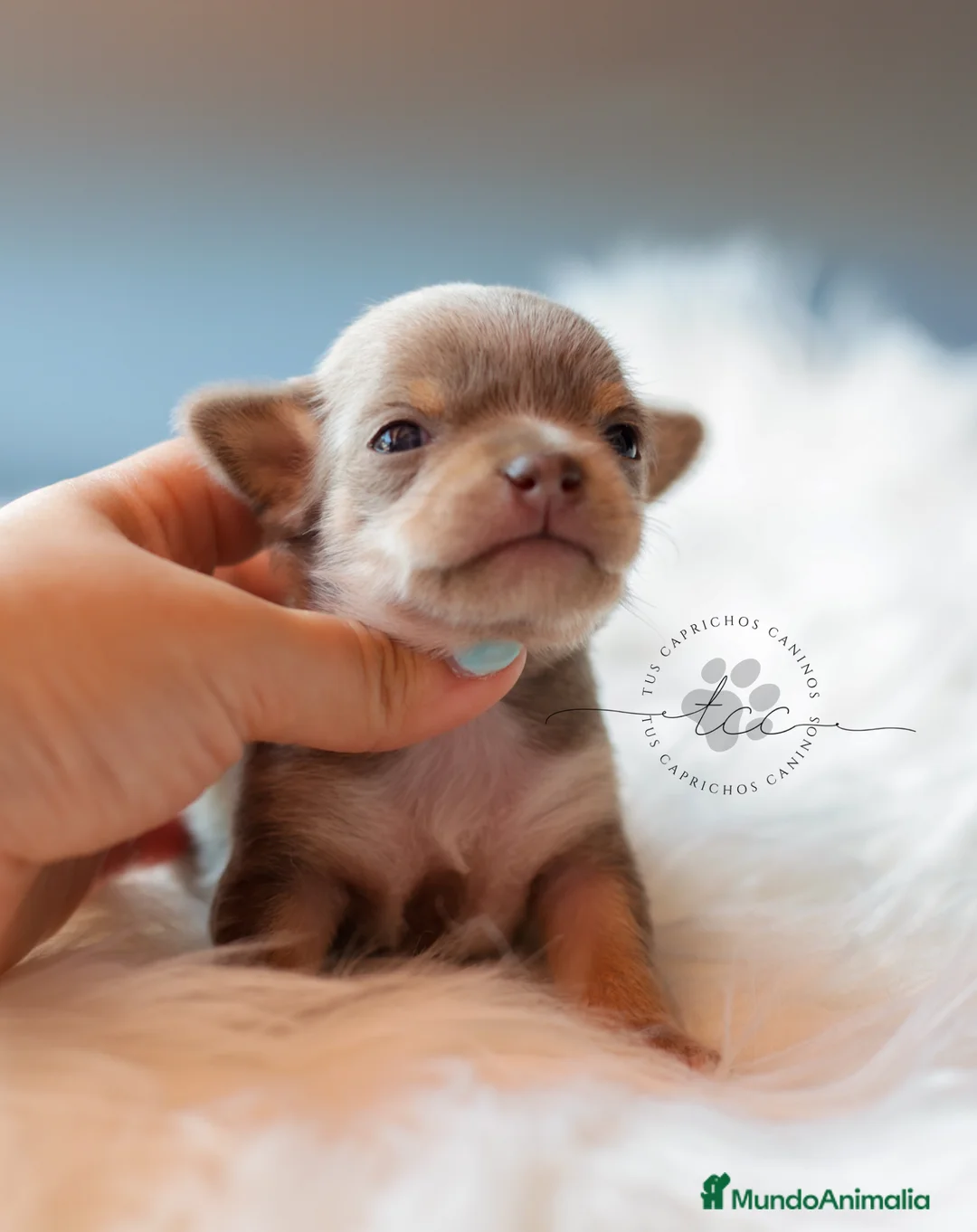 Chihuahua perros en venta: CHIHUAHUA TRICOLOR LILAC  - Anuncio 7