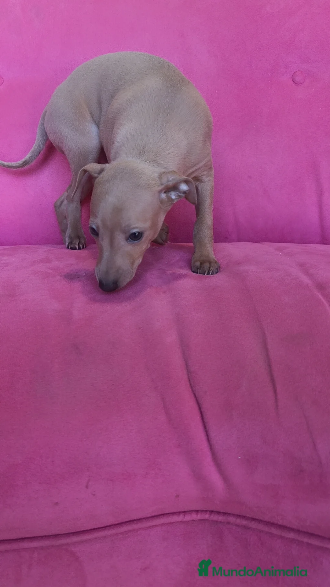 Pequeño Lebrel Italiano perros en venta: Piccolo Galgo Italiano Lebrel - Anuncio 9