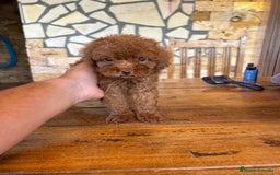 Caniche Toy perros en venta: CANICHE TOY ROJO - Imagen 6
