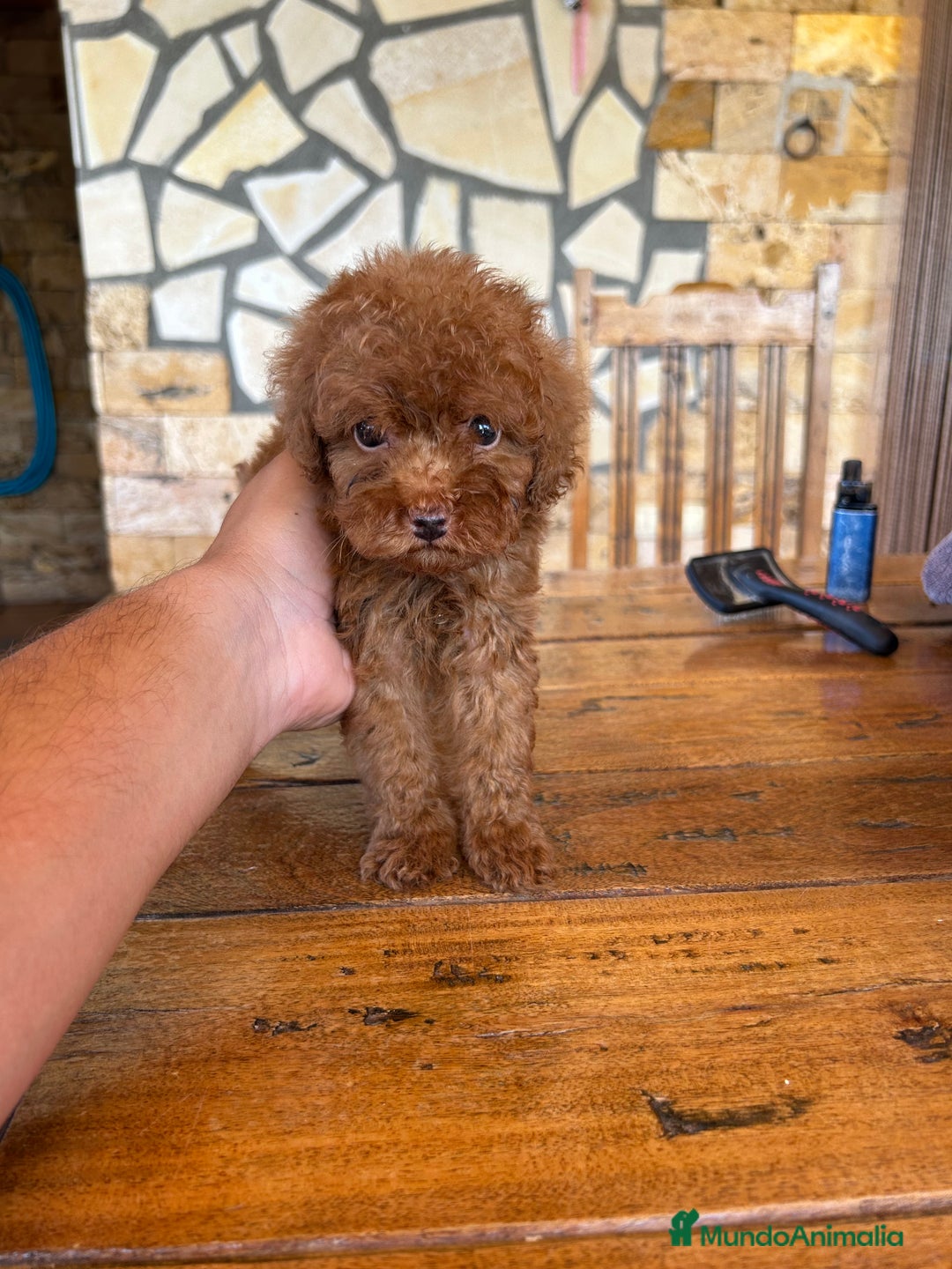Caniche Toy perros en venta: CANICHE TOY ROJO - Imagen 6