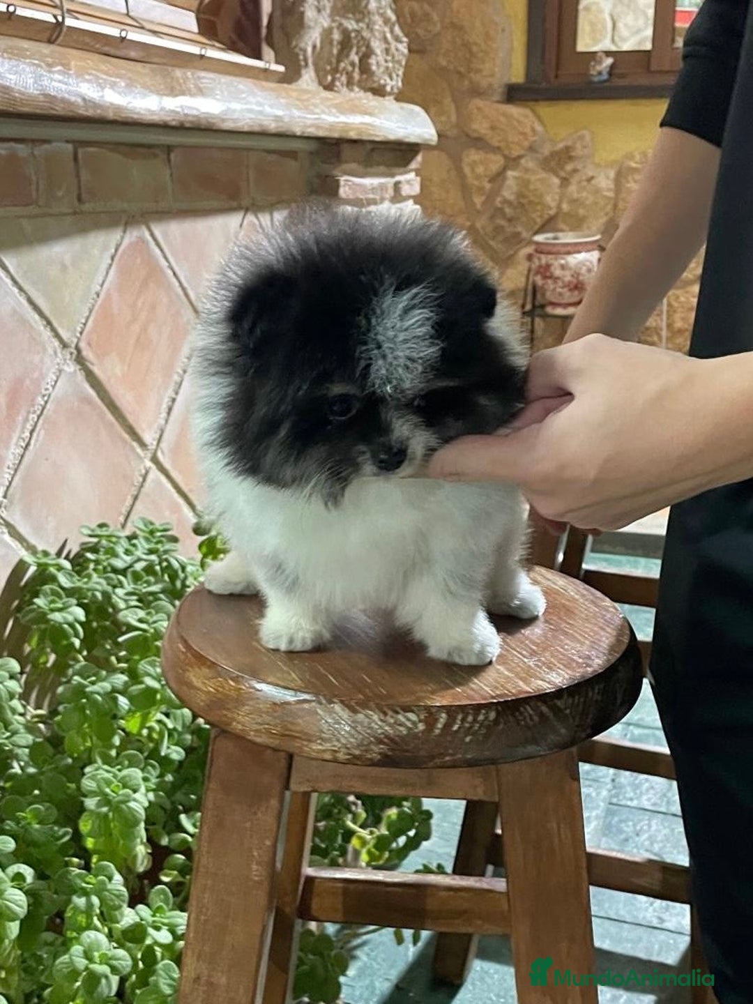 Pomerania perros en venta: Pomerania Toy - Anuncio 1