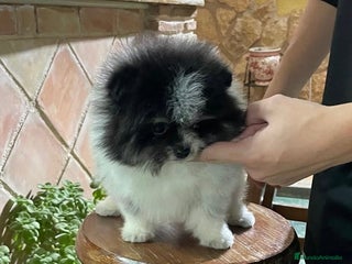 Pomerania perros Pomerania Toy - Anuncio 1