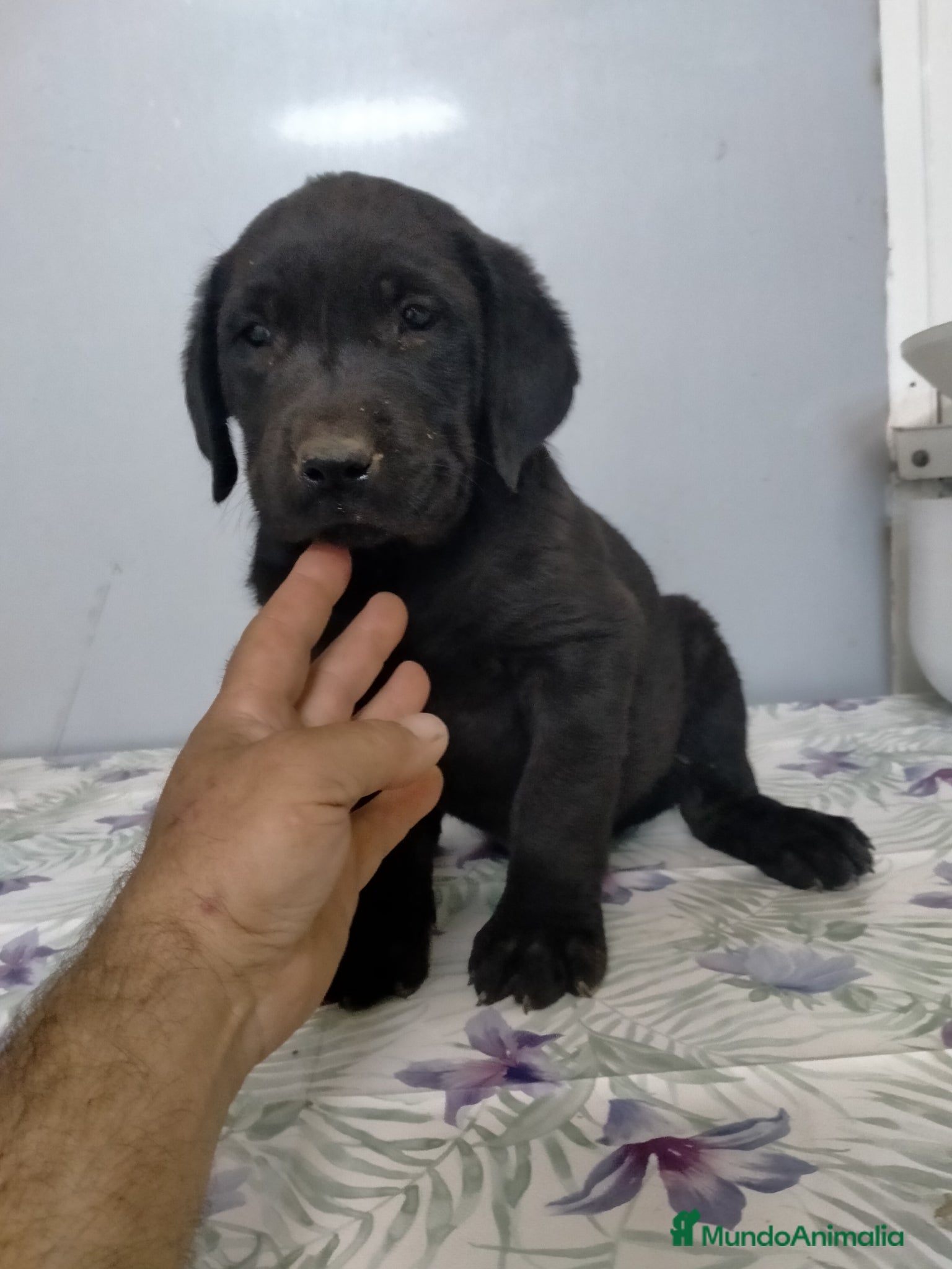 Labrador Retriever perros Labradores  - Anuncio 1