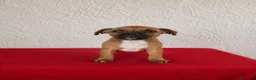 Staffordshire Bull Terrier perros en venta: Staffordshire Bull Terrier   - Anuncio 12